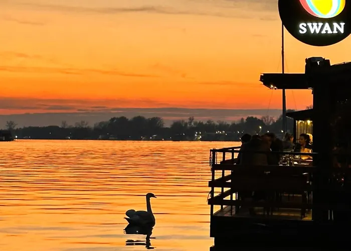 Swan